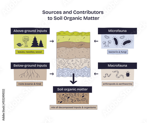 Soil organic matter sources are shown with above-ground inputs, below-ground roots, and soil organisms, transparent background. Doodle style diagram