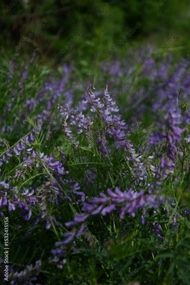 Fototapeta premium A field of vibrant purple flowers, possibly vetch, with long green stems, creating a natural, soft focus.