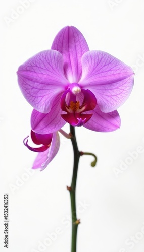 Single vibrant purple orchid, pristine white backdrop Clipping path provided , exotic, beautiful, serenity