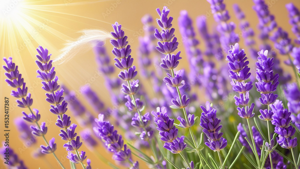 Naklejka premium Vibrant purple lavender blooms stretch towards the sky, their delicate petals glistening with dew, set against a warm, golden background of a hot summer sun