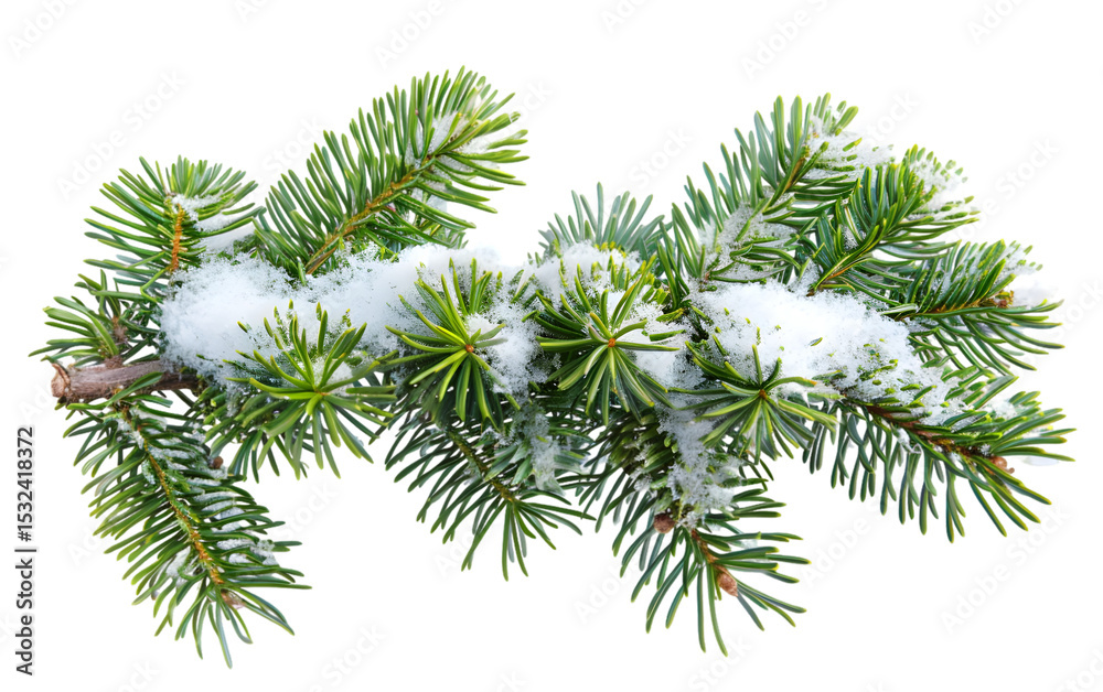 Naklejka premium fir tree branch