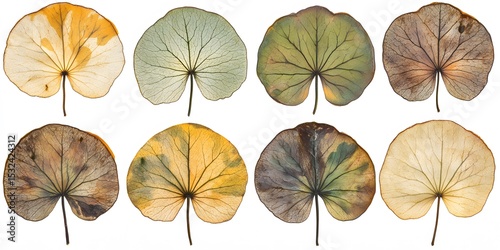 Pressed Botanical Leaves Collection, Eight Unique Dried Leaf Specimens