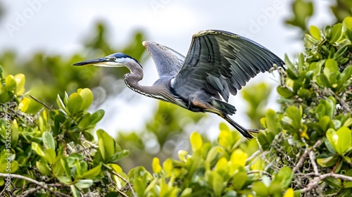 Great Blue Heron in Flight over Lush Green Foliage