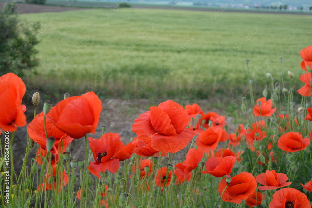 Fototapeta premium A vibrant field of red poppies blooms in the foreground, with lush green crops and a blurred horizon under a cloudy sky.