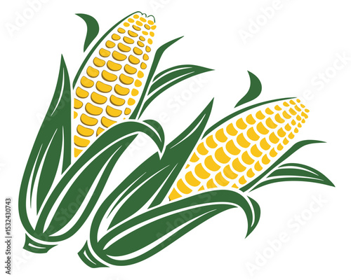 Two delicious ears of corn with green leaves vector illustration on white background. corn, maize, ear of corn, agriculture, harvest, food, vegetable, farm, crop.
