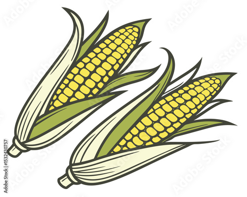 Two freshly harvested ears of corn with green leaves and a white background.