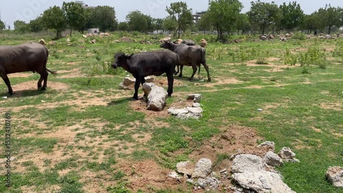 Buffalo eating grass in farmland italian mediterranean buffalo and indian buffalo	