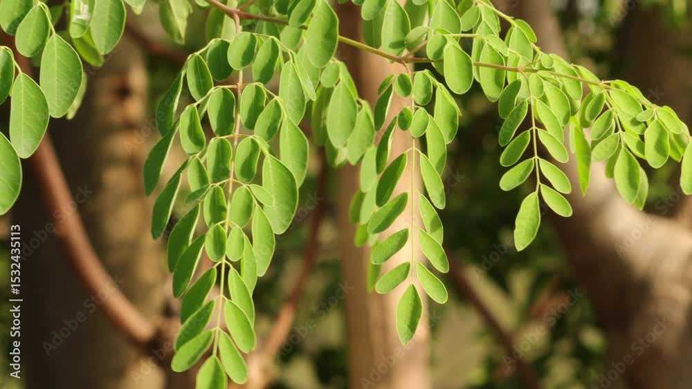 Closeup of fresh green moringa leaves (Moringa oleifera) with smooth texture and elliptical shape, a soft, blurred background. Moringa Oleifera and Drumstick Tree Fruit, Also Known as Horseradish Tree