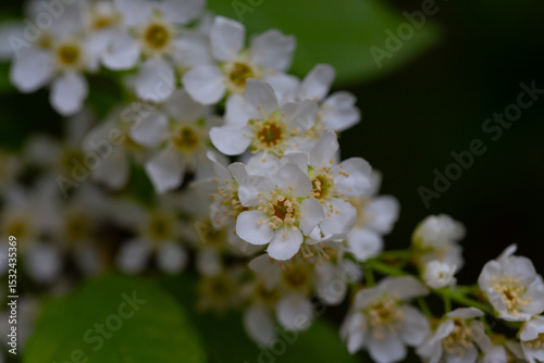 In spring, bird-cherry tree (Prunus padus) grows and blooms in nature.