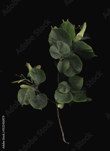 Tilia tree branch scan background. Scanned green linden or basswood leaves bouquet. Glitchy abstract distorted plant. Colourful botanical photocopy with scanner noise effect.