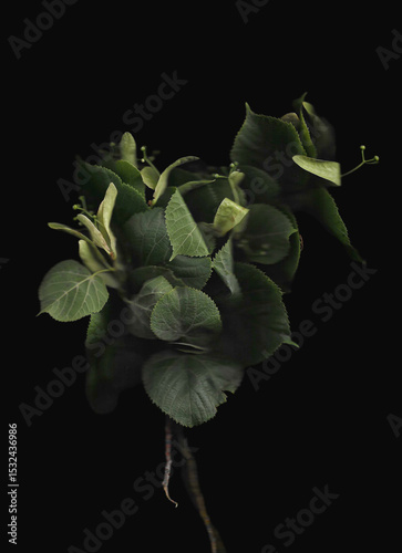 Tilia tree branch scan background. Scanned green linden or basswood leaves bouquet. Glitchy abstract distorted plant. Colourful botanical photocopy with scanner noise effect.