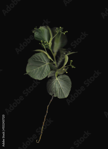 Tilia tree branch scan background. Scanned green linden or basswood leaves bouquet. Glitchy abstract distorted plant. Colourful botanical photocopy with scanner noise effect.