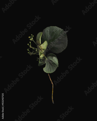 Tilia tree branch scan background. Scanned green linden or basswood leaves bouquet. Glitchy abstract distorted plant. Colourful botanical photocopy with scanner noise effect.