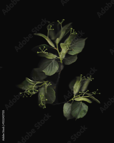 Tilia tree branch scan background. Scanned green linden or basswood leaves bouquet. Glitchy abstract distorted plant. Colourful botanical photocopy with scanner noise effect.