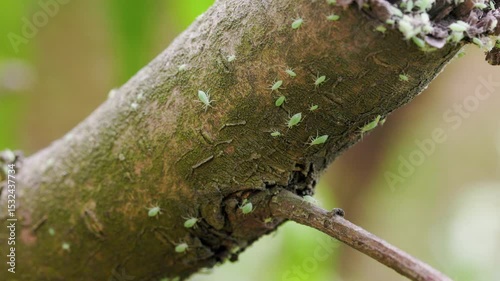 Green aphids aphis on a peach branch and leaves, insect pest on tree