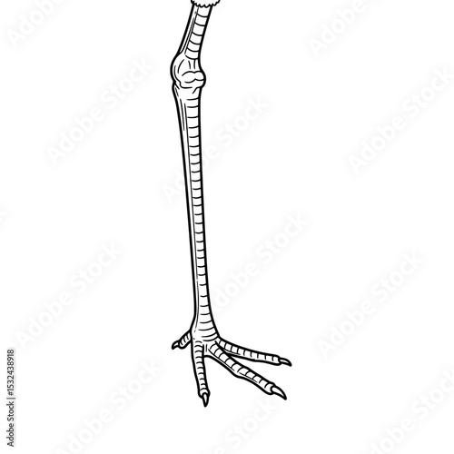 Stylized leg