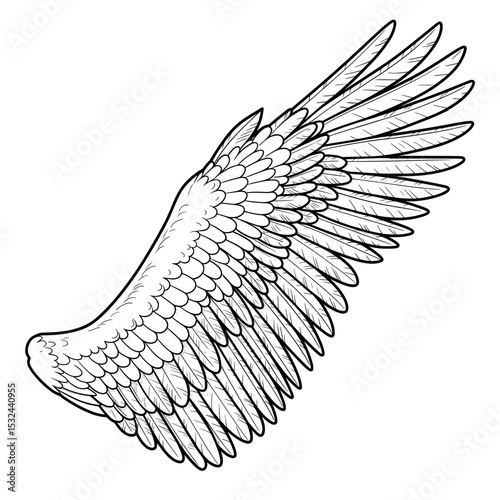 Detailed wing illustration shows feathers of different sizes and a dense arrangement