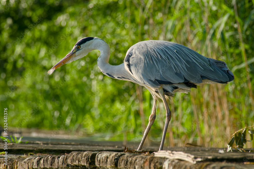 Fototapeta premium grey heron is standing on the blurred background close-up