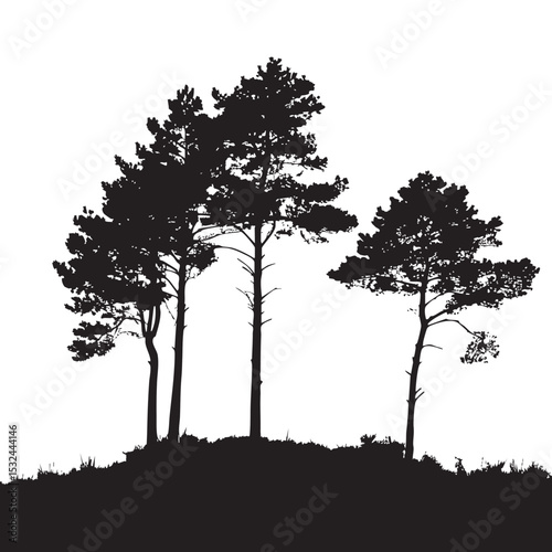 Pine trees silhouettes