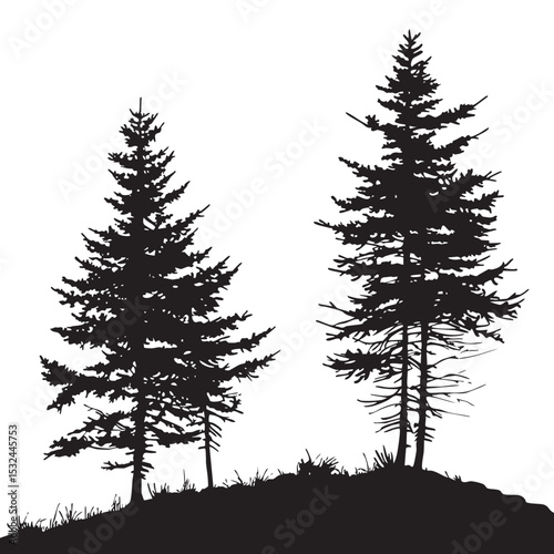 Pine trees silhouettes