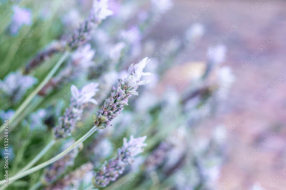Obraz premium Beautiful lavender flowers blooming in a garden during sunny spring afternoon