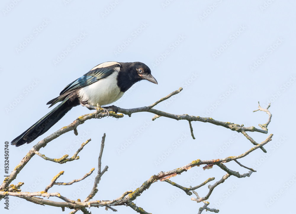 Fototapeta premium Eurasian magpie, Pica pica. A bird sits on a branch against the sky