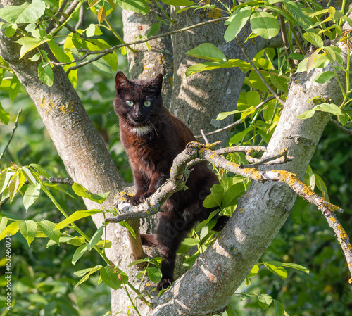 Cat, Felis catus. The animal climbs the trunk of a tree, hunts birds