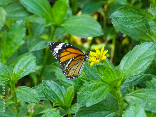 Striped wings butterfly on the small yellow flower among leaves