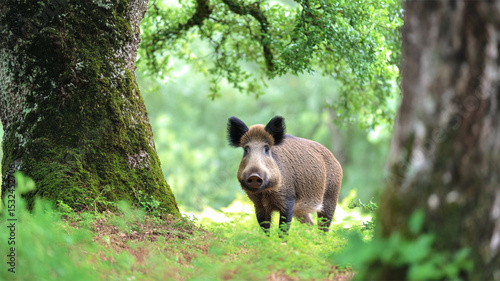 Amidst tall, moss-covered trees, a wild boar pauses in a serene glade, taking in the sights and sounds of the surrounding forest