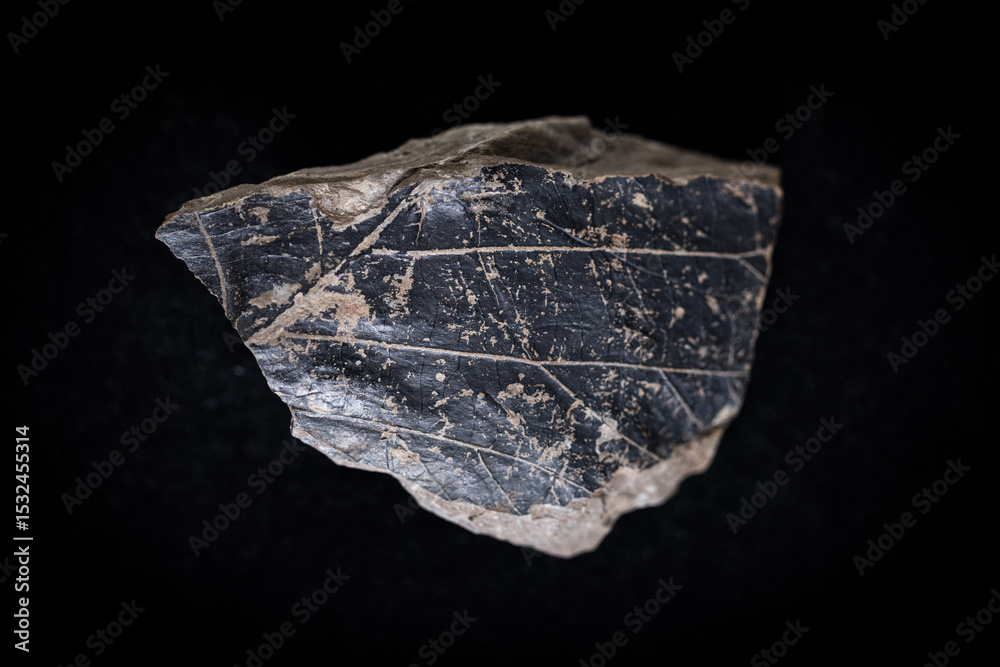 Fototapeta premium Sandstone with fossil leaf imprints and preserved leaf remains