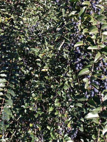 Seeds of the Broad-leaf Privit, Ligustrum sp.