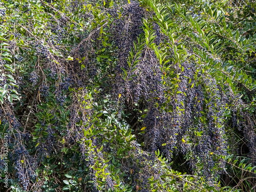Seeds of the Broad-leaf Privit, Ligustrum sp.