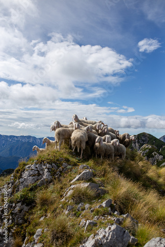 Flock of Sheep on Alpine Ridge