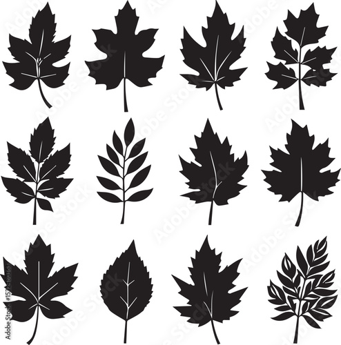 Set of 12 leafs Vector silhouette