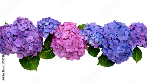 Hydrangea Flower Border