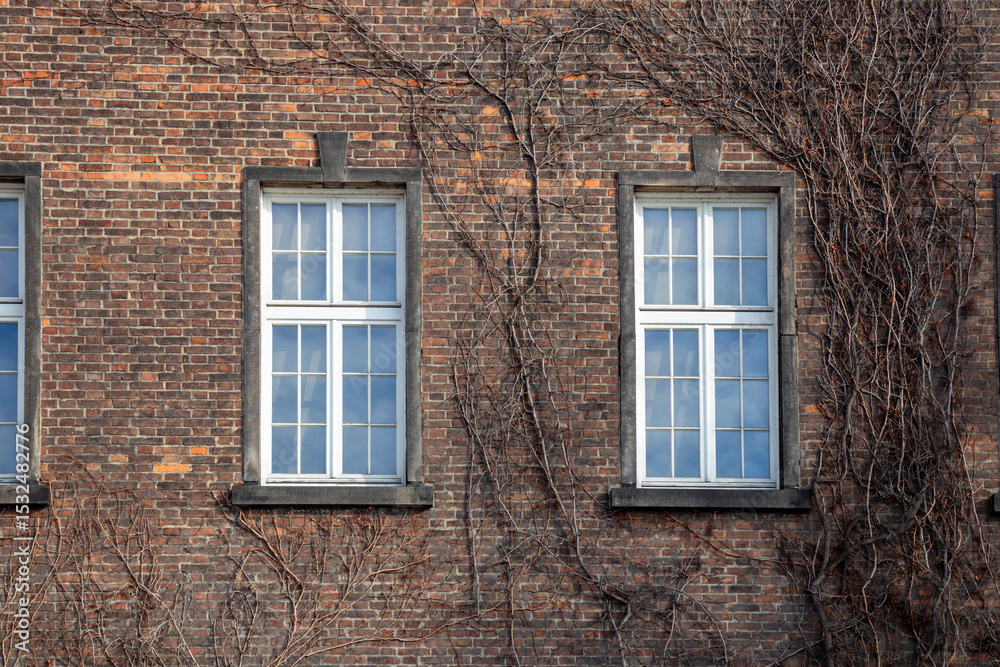 Fototapeta premium Climbing vines of ivy on old residential house in historical building in Krakow, Poland. A natural, textured surface, an organic pattern of architecture