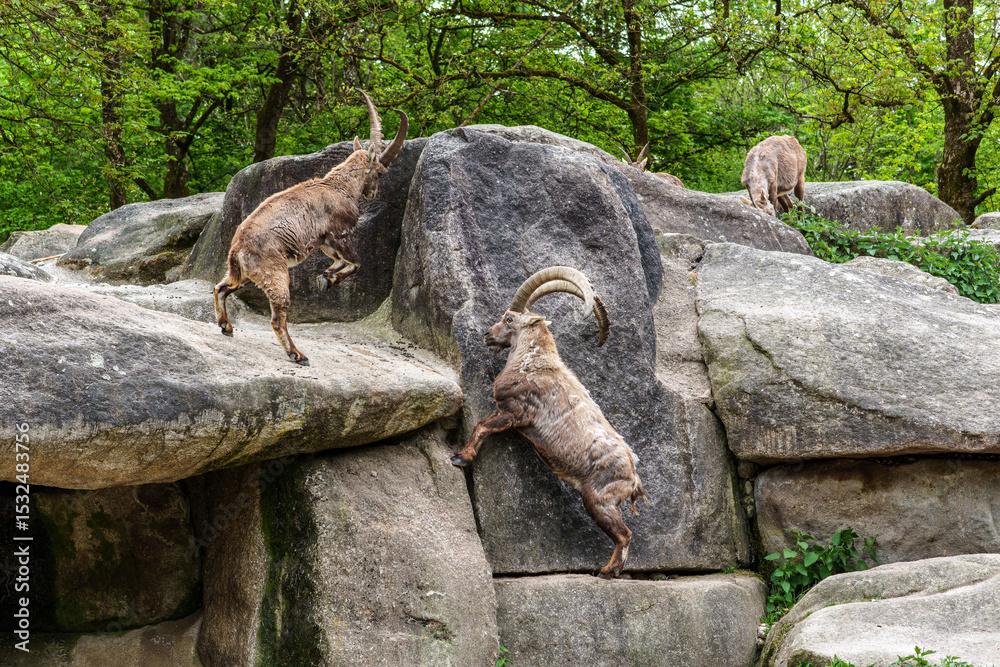 Fototapeta premium Two Ibex Mountain goats fight head to head over female and territory