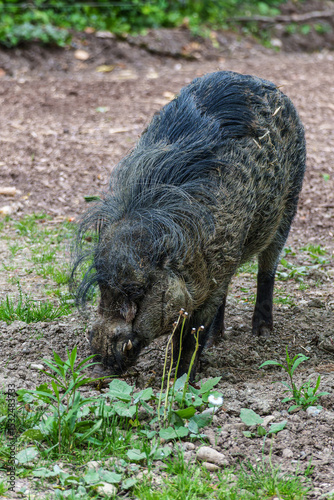 The Visayan warty pig, Sus cebifrons is a critically endangered pig