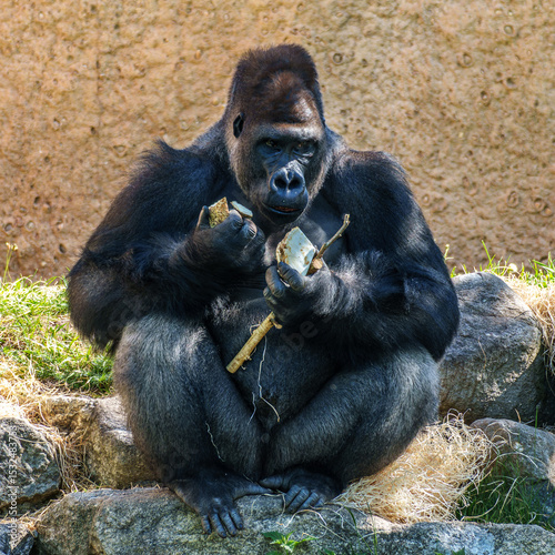 Gorillas are ground-dwelling, predominantly herbivorous apes, Sub-Saharan Africa