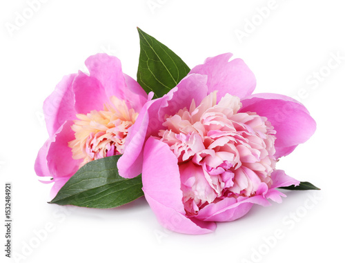 Fototapeta Naklejka Na Ścianę i Meble -  Beautiful peonies and green leaves isolated on white