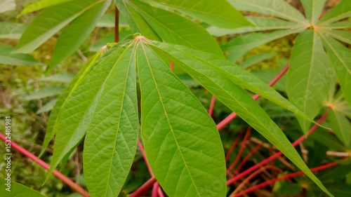 Wallpaper Mural Large green cassava leaves with distinct lobes and reddish stems look like they are being tricked by the wind, growing in a fertile environment. Torontodigital.ca
