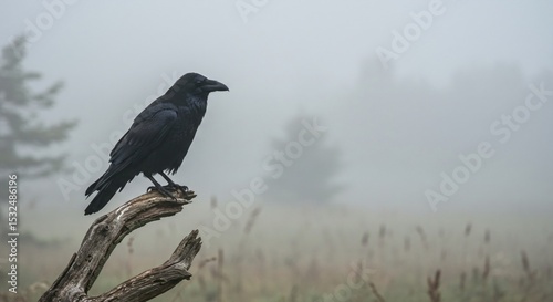 Big black raven sitting on a branch in a misty field. Wild bird in dense fog. Wildlife and mysterious forest concept.
