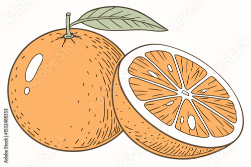 Whole and halved orange with leaf in clean vector hand-drawn illustration