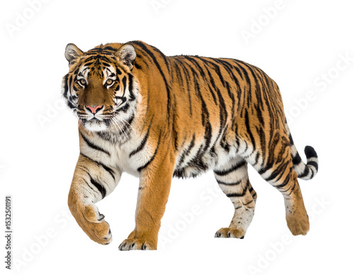 Majestic tiger strides forward with powerful grace on plain backdrop on transparent background