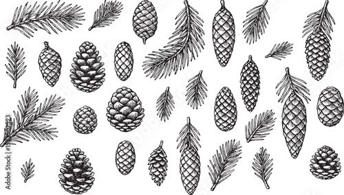 A charming collection of hand-drawn spruce branches and pine cones, featuring intricate black-and-white illustrations. Perfect for seasonal designs, nature-themed decor, holiday crafts, and woodland