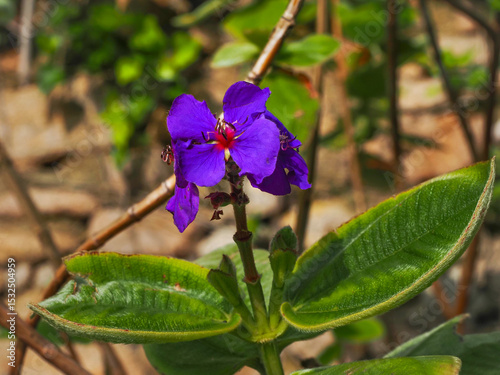 Pleroma heteromallum or Tibouchina grandifolia, bright flower and green velvety leaves, close up. Purple glory tree is sprawling woody evergreen shrub, flowering plant in the family Melastomataceae. photo