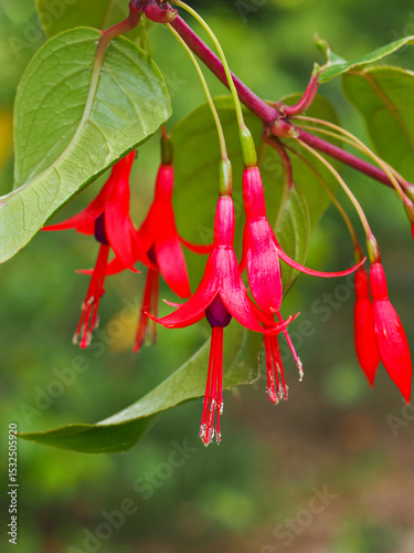 Slika na platnu Fuchsia regia or Fuchsia magellanica, bright pink or red blossoms, close up