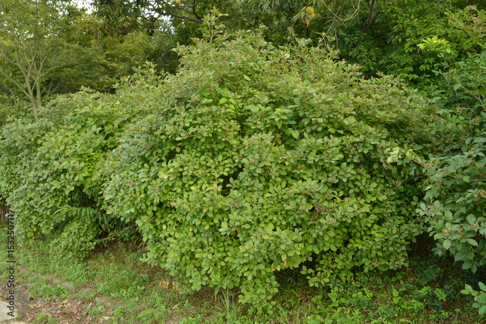 Fototapeta premium Acanthopanax sessiliflorus Plant with Young Shoots and Fruits