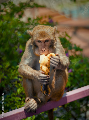 Принти на полотні A monkey is leisurely sitting on a railing while eating a banana