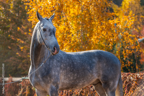 Photography Gray Akhal-Teke stallion against a background of autumn leaves